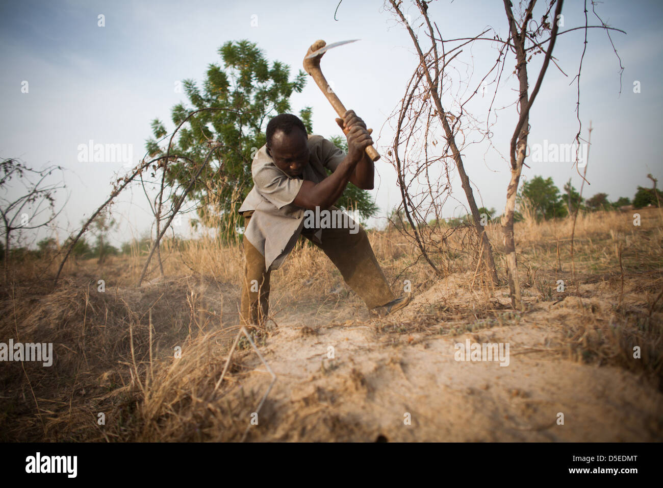 Un homme récolte igname sur sa ferme de Nandom, au Ghana. Banque D'Images