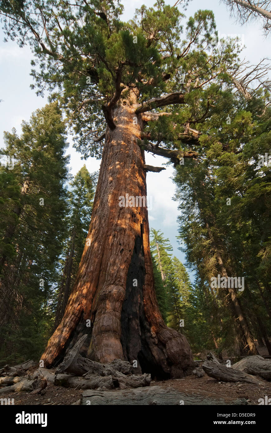 Sequoia sempervirens, Sequoia tree Banque D'Images