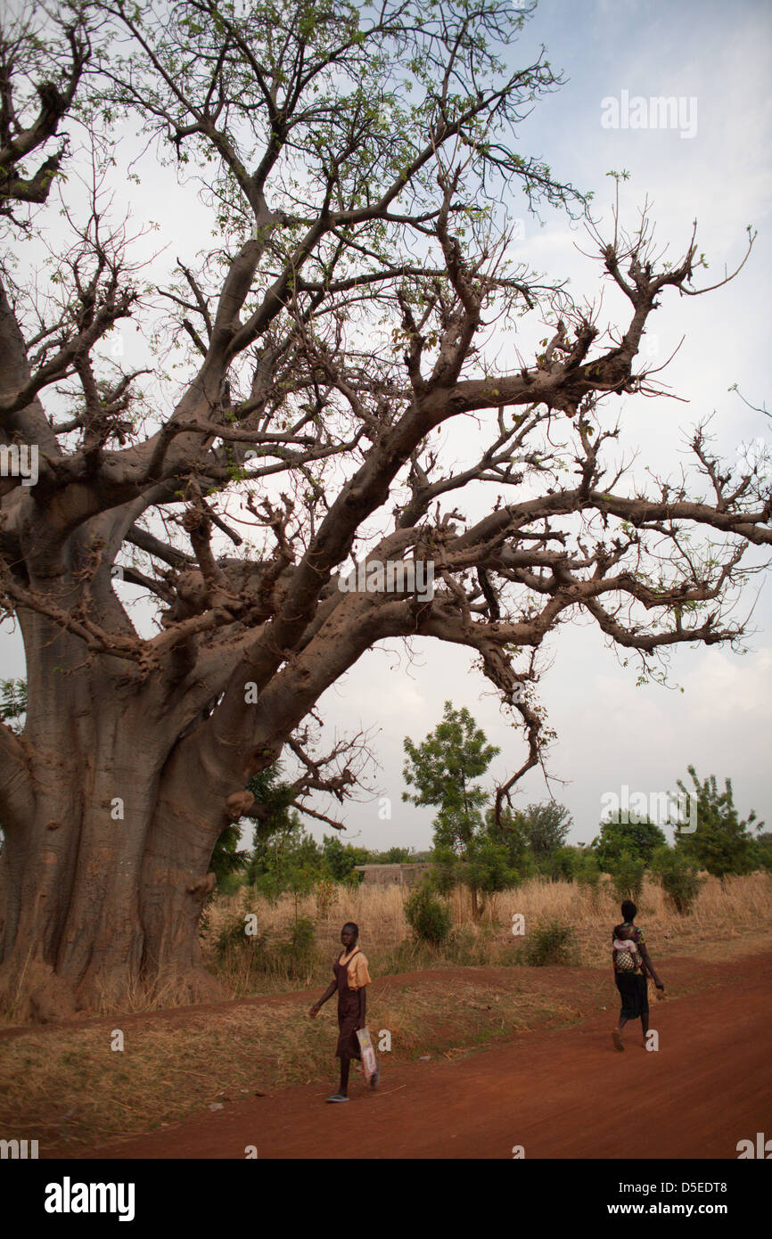 Un baobab dans le nord du Ghana. Banque D'Images