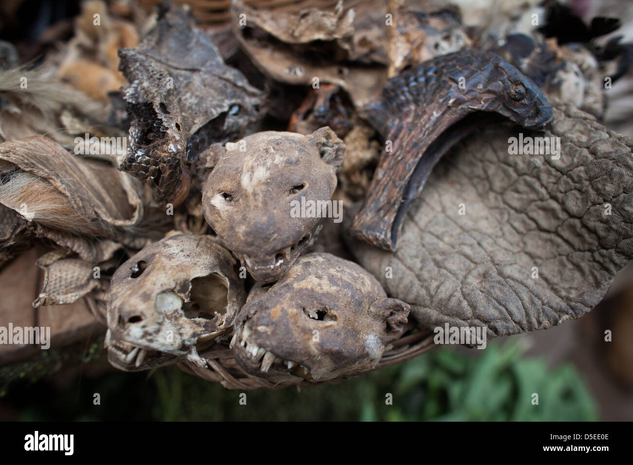 Des têtes d'animaux et des peaux utilisées dans la médecine traditionnelle, dans un marché à Accra, Ghana. Banque D'Images