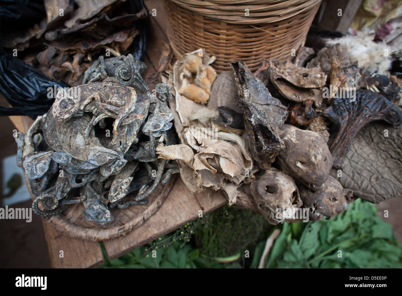 Caméléons séchés et des têtes d'animaux utilisés dans la médecine traditionnelle, dans un marché à Accra, Ghana. Banque D'Images