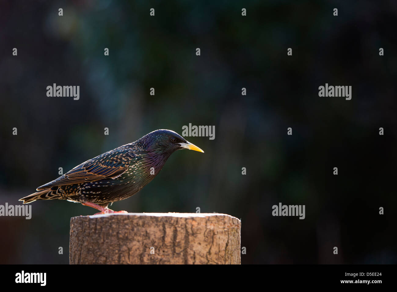 Sturnus vulgaris. Starling sur une souche d'arbre dans la lumière du matin sur un fond sombre Banque D'Images