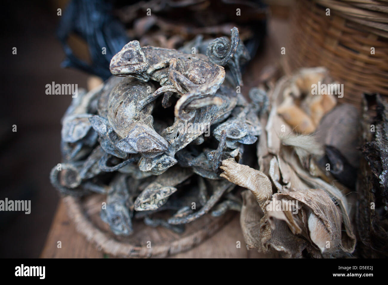 Caméléons séchés utilisés en médecine traditionnelle, dans un marché à Accra, Ghana. Banque D'Images