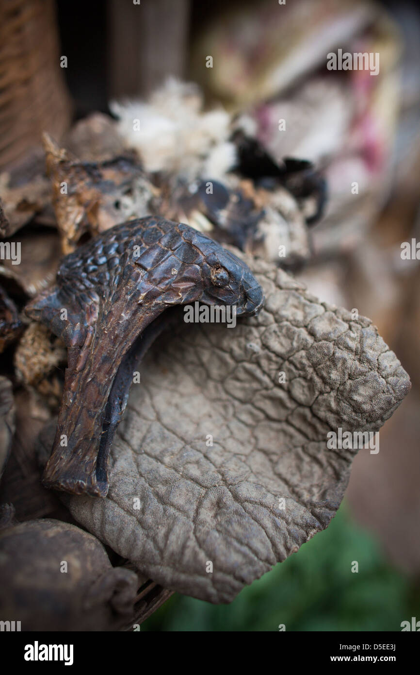 Une tête de serpent et certains de la peau de l'éléphant, en vente comme la médecine traditionnelle au marché du bois, Accra, Ghana. Banque D'Images