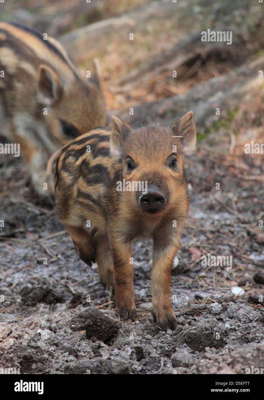 Les porcelets sanglier (Sus scrofa) dans les bois. Banque D'Images