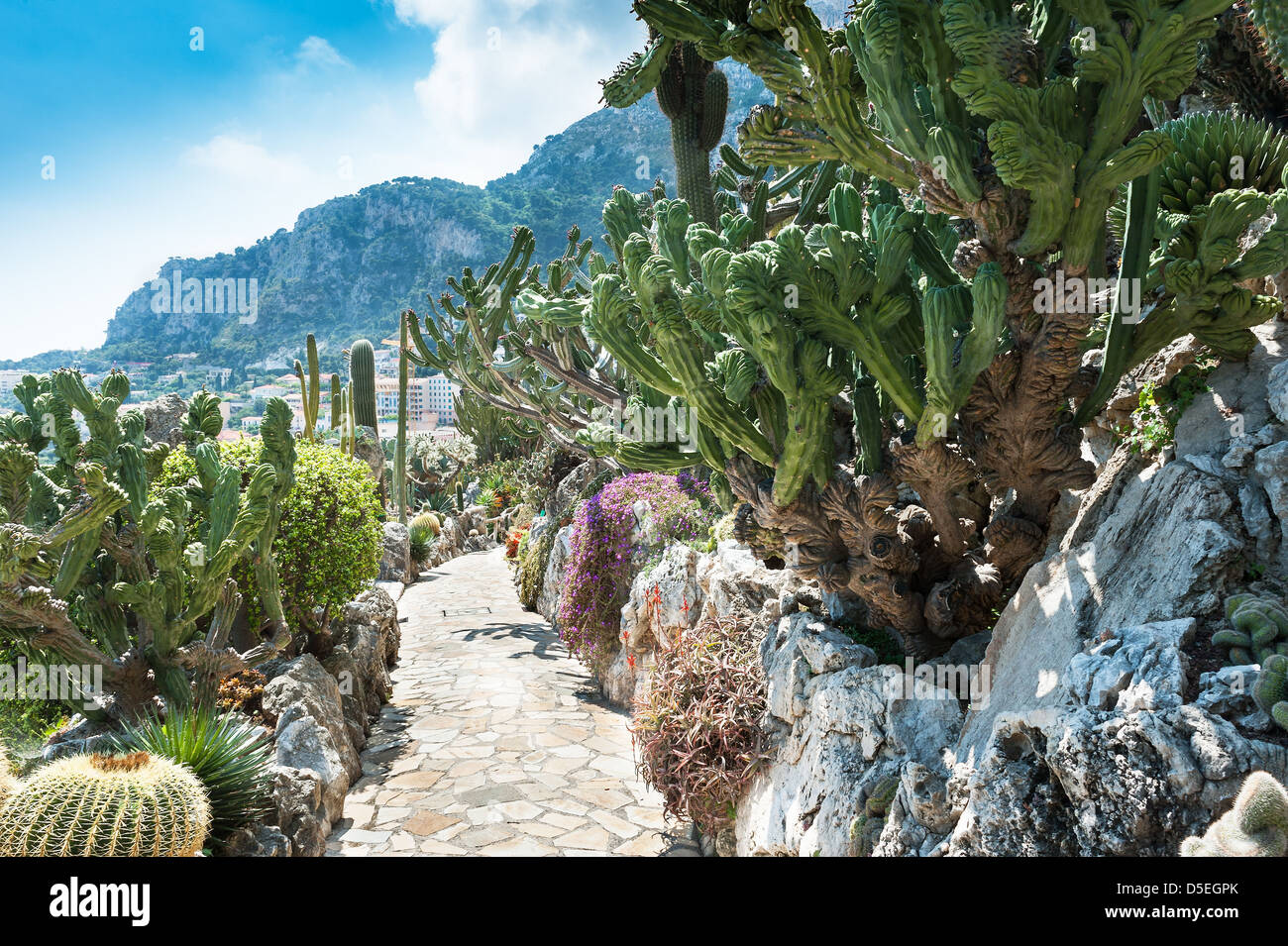 Jardin de cactus et succulentes à Monaco Banque D'Images