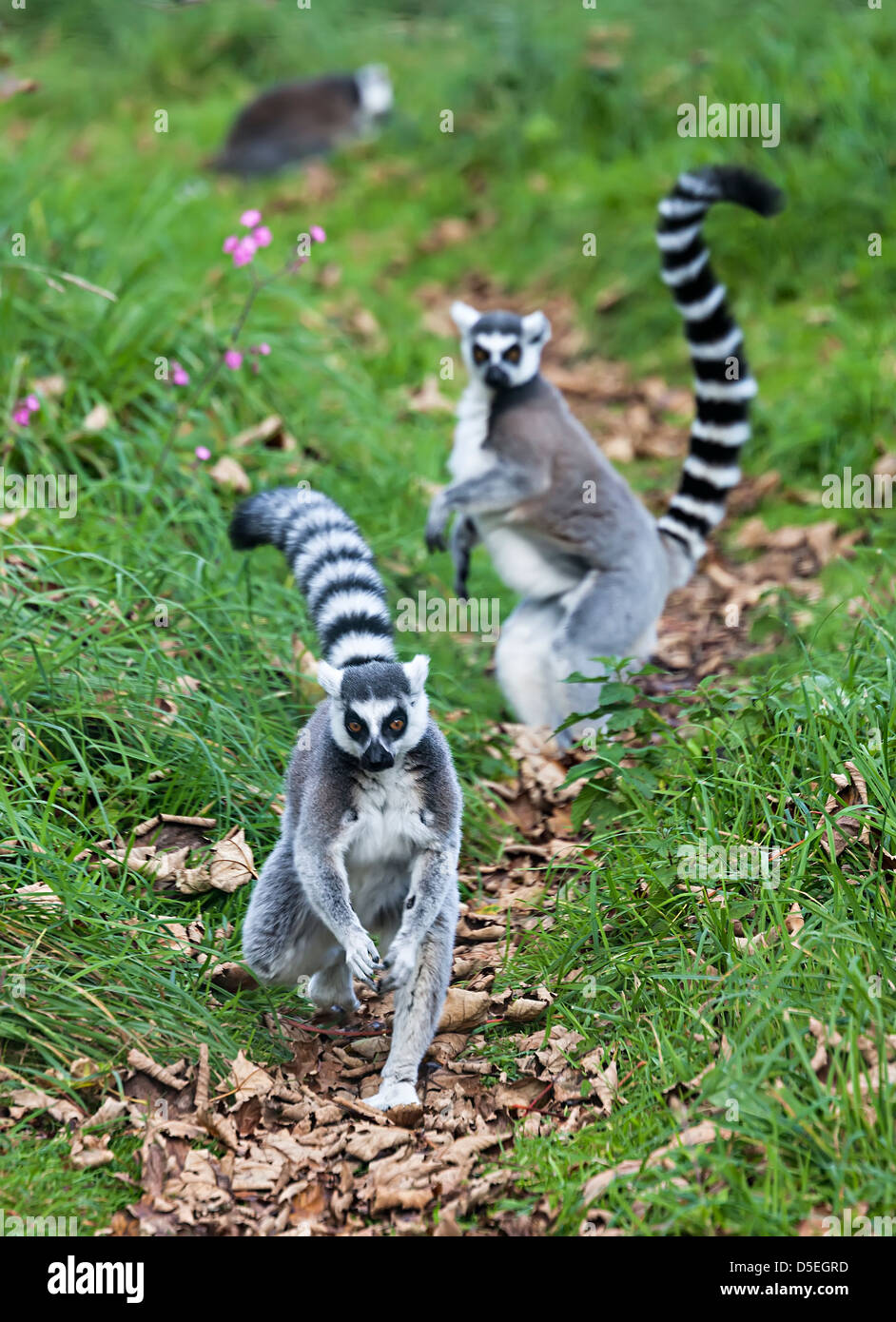 Untitled Document, Lemur catta, marche sur sentier à Durrell Wildlife Park, Jersey, Channel Islands, Royaume-Uni Banque D'Images