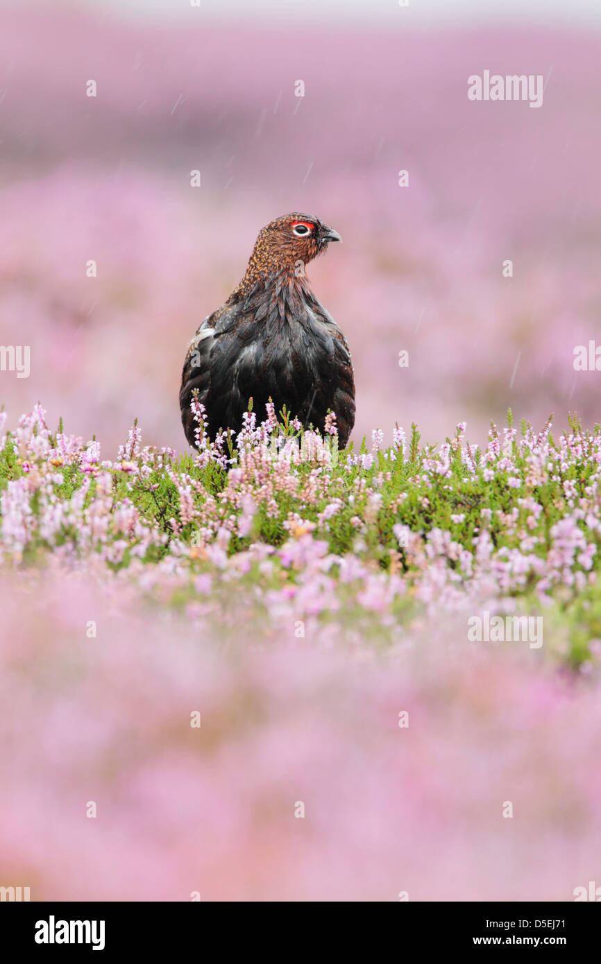 Tétras mâle, rouge (Lagopus lagopus scoticus) assis parmi la floraison heather dans Heavy Rain. Banque D'Images