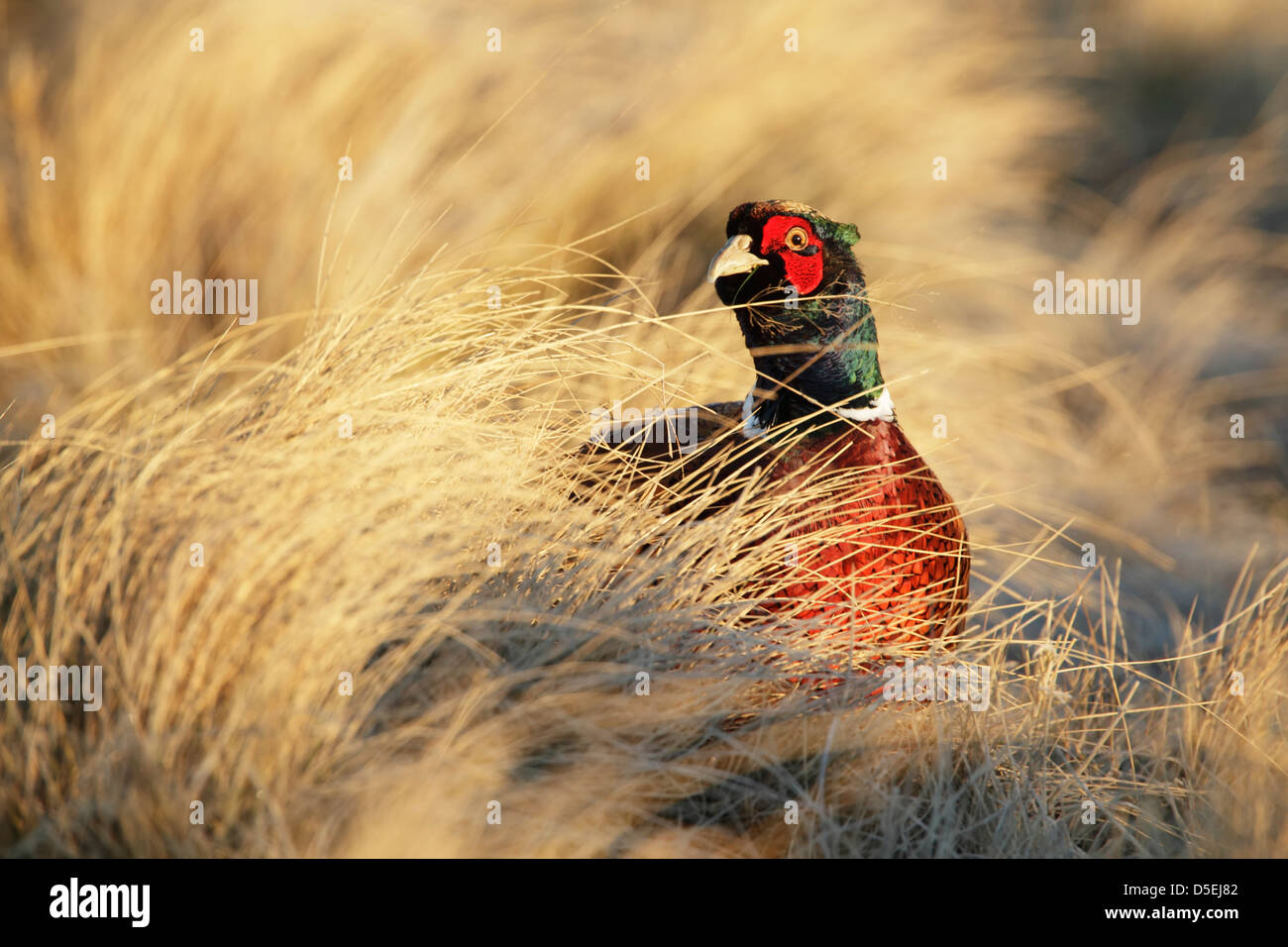 Le faisan commun (Phasianus colchicus) mâle debout parmi les hautes herbes Banque D'Images