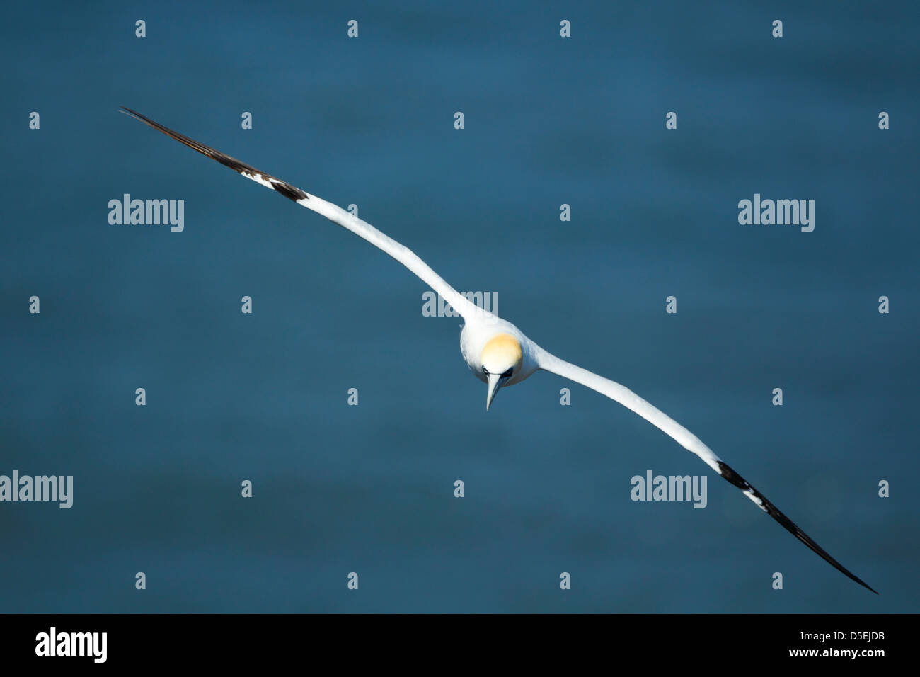 Fou de Bassan (Morus bassanus) en vol tête sur placé sur une mer bleue à falaises de Bempton RSPB réserver Banque D'Images