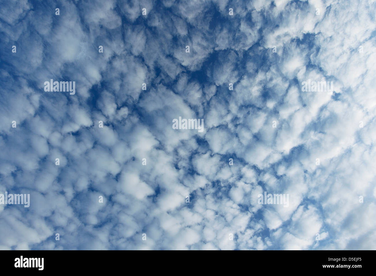 L'Altocumulus floccus nuages de blanc se forme globulaire against a blue sky Banque D'Images