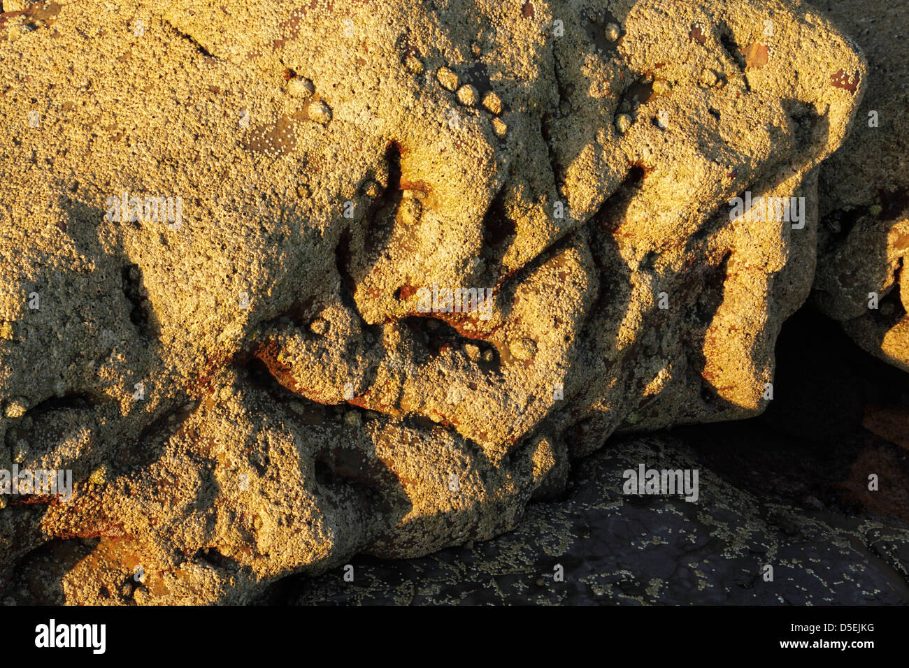 Les balanes et les patelles couvrant une mer Saltwick usés à Boulder Bay, près de Whitby, sur la côte nord-est de l'Angleterre Banque D'Images