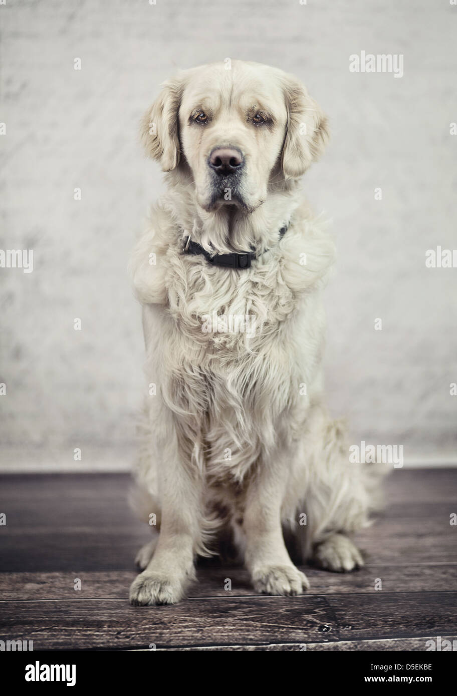 Chien calme et obéissant en attente de son maître Banque D'Images