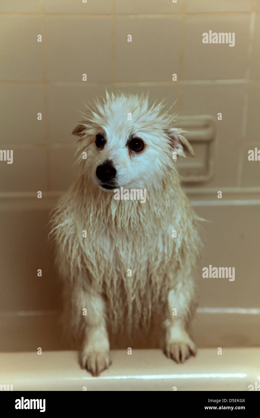 American Eskimo Dog juste après avoir terminé sa baignoire. Banque D'Images
