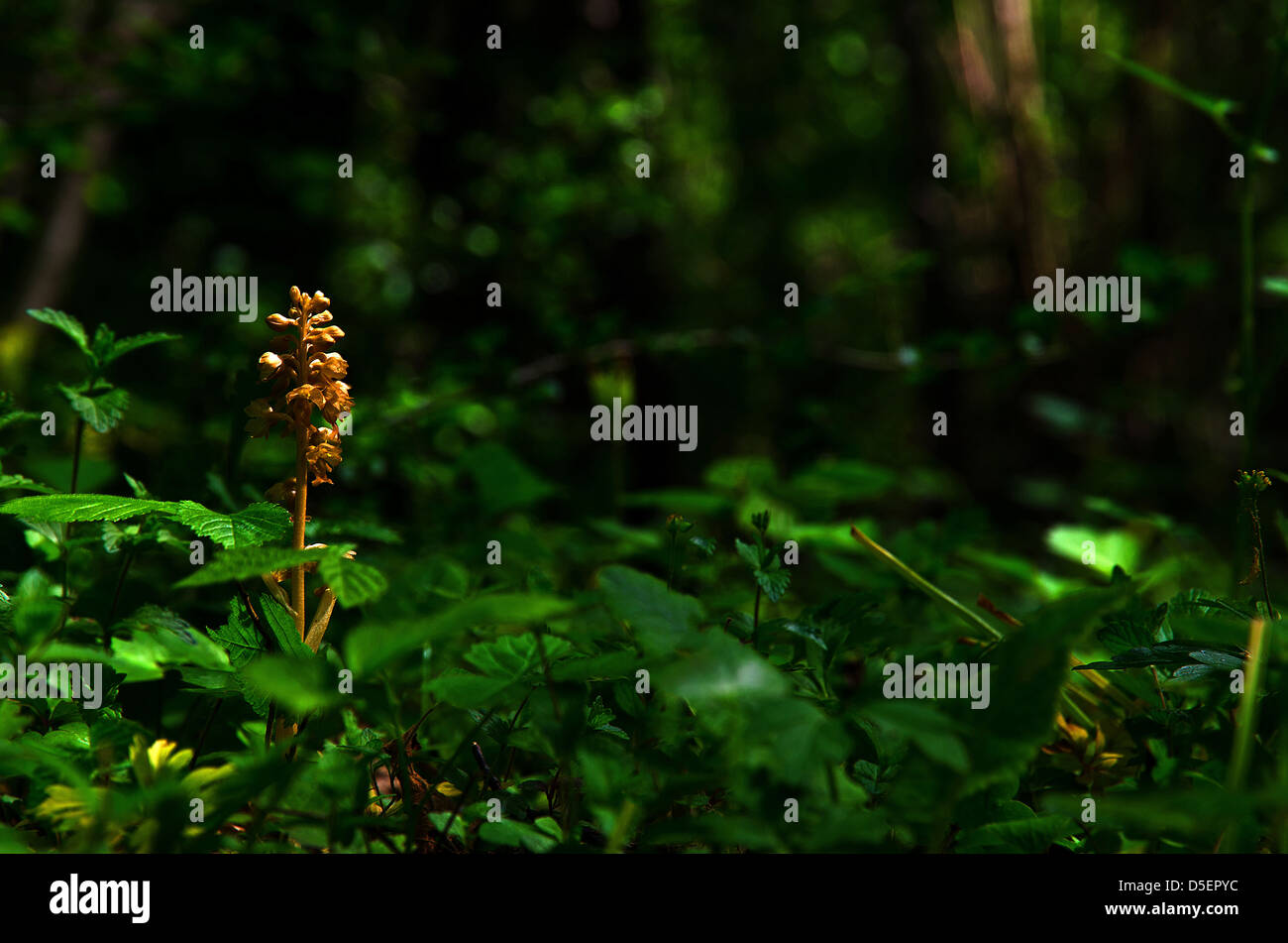 Dans la forêt profonde Banque D'Images