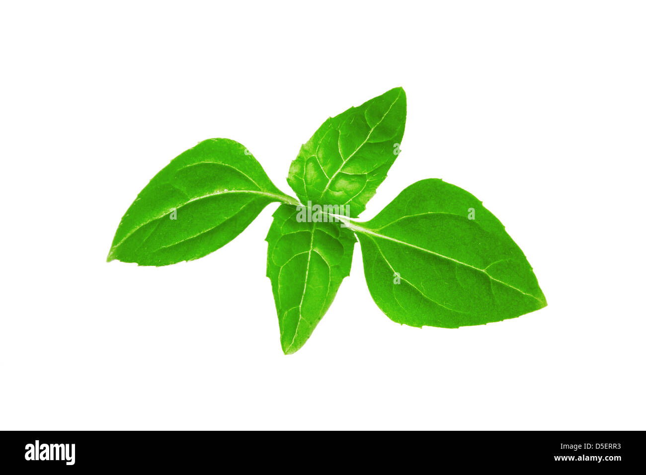 Feuilles de menthe fraîche sur un fond blanc Banque D'Images