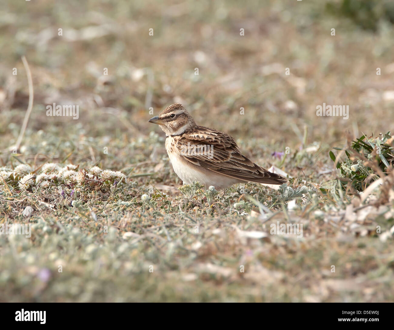 Bimaculated lark Melanocorypha bimaculata sur la migration à Mandria Chypre en mars Banque D'Images