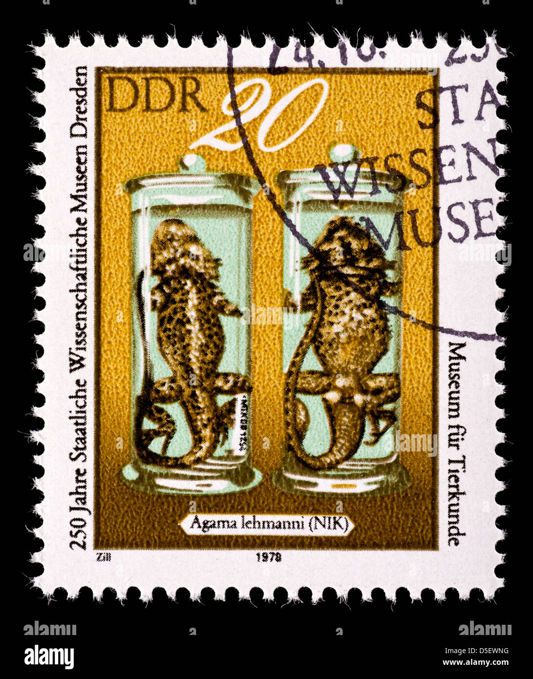 Timbre-poste de l'Allemagne de l'Est (DDR) illustrant la Lehman préservé (Agama agama) lenmanni Banque D'Images