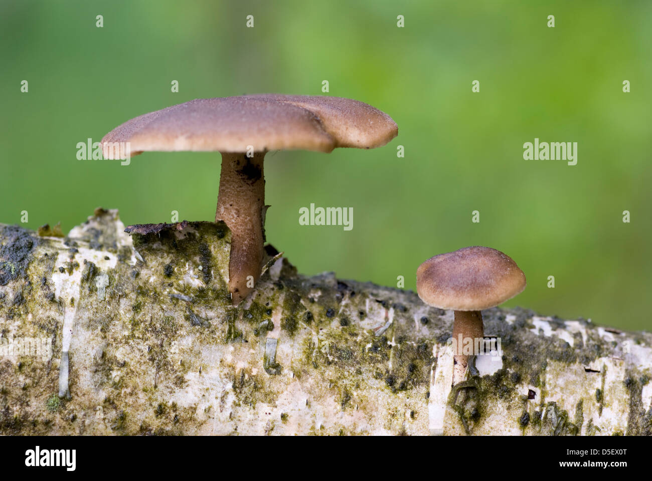 Deux pas de champignons comestibles sur birch tree Banque D'Images