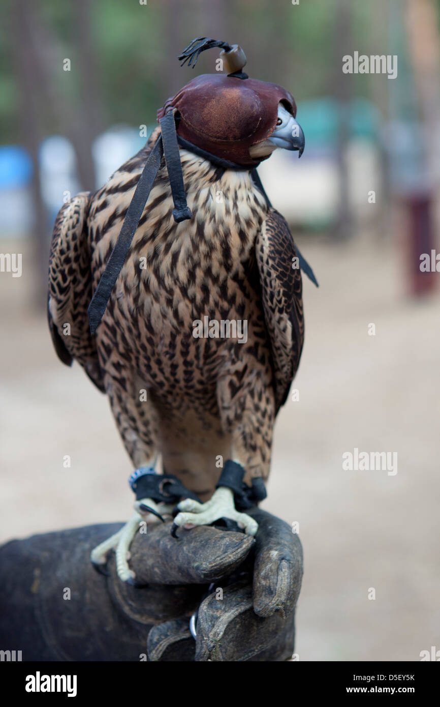 Le faucon pèlerin (Falco peregrinus), la fauconnerie, Soria, Espagne Banque D'Images