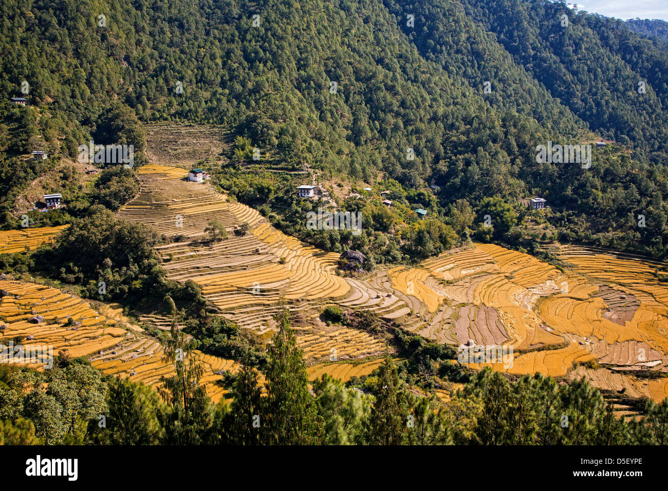 Champs de riz le long de la Mo Chu (mère), est la vallée de Punakha. Le Bhoutan. Banque D'Images