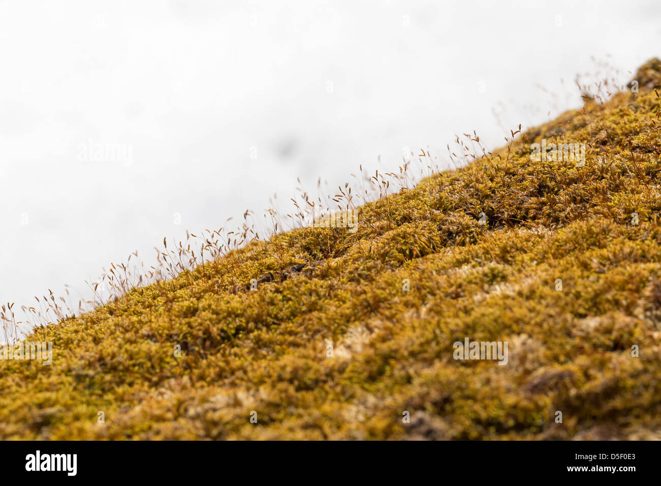 Printemps dans une forêt. Mousse d'une écorce de frondes couvrant un arbre mort dans le parc national de Shenandoah, en Virginie Banque D'Images