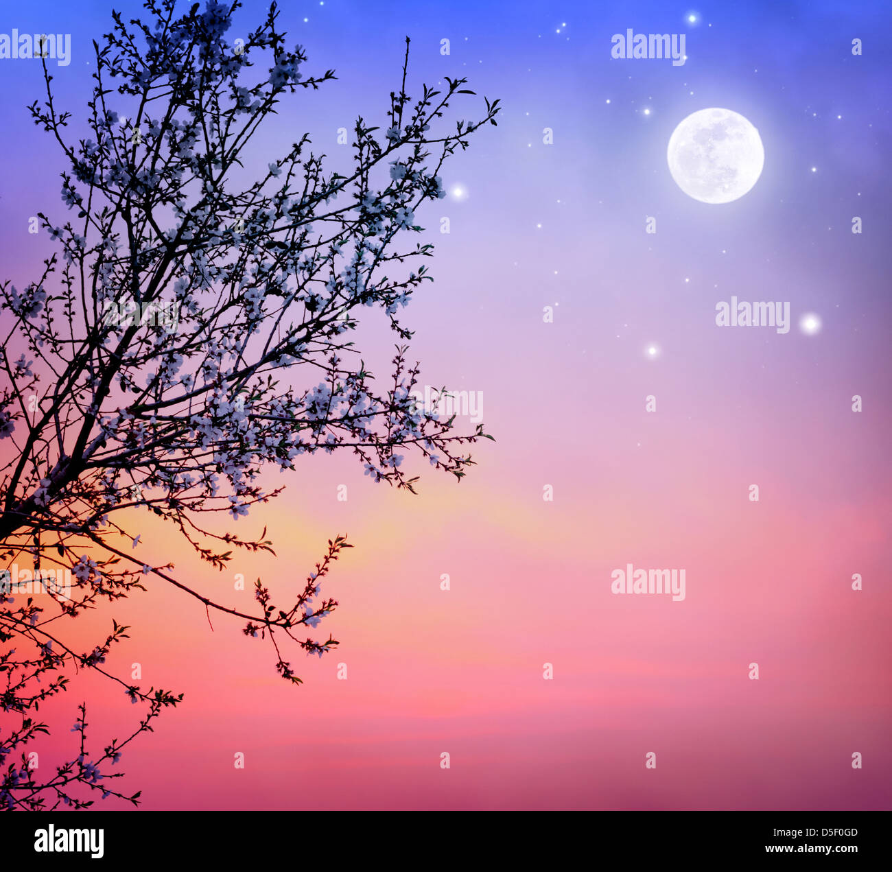 Belle arbre fleurissant sur fond de ciel de nuit sombre, peu de fleurs blanches sur la branche d'arbre au clair de lune, nature printemps Banque D'Images