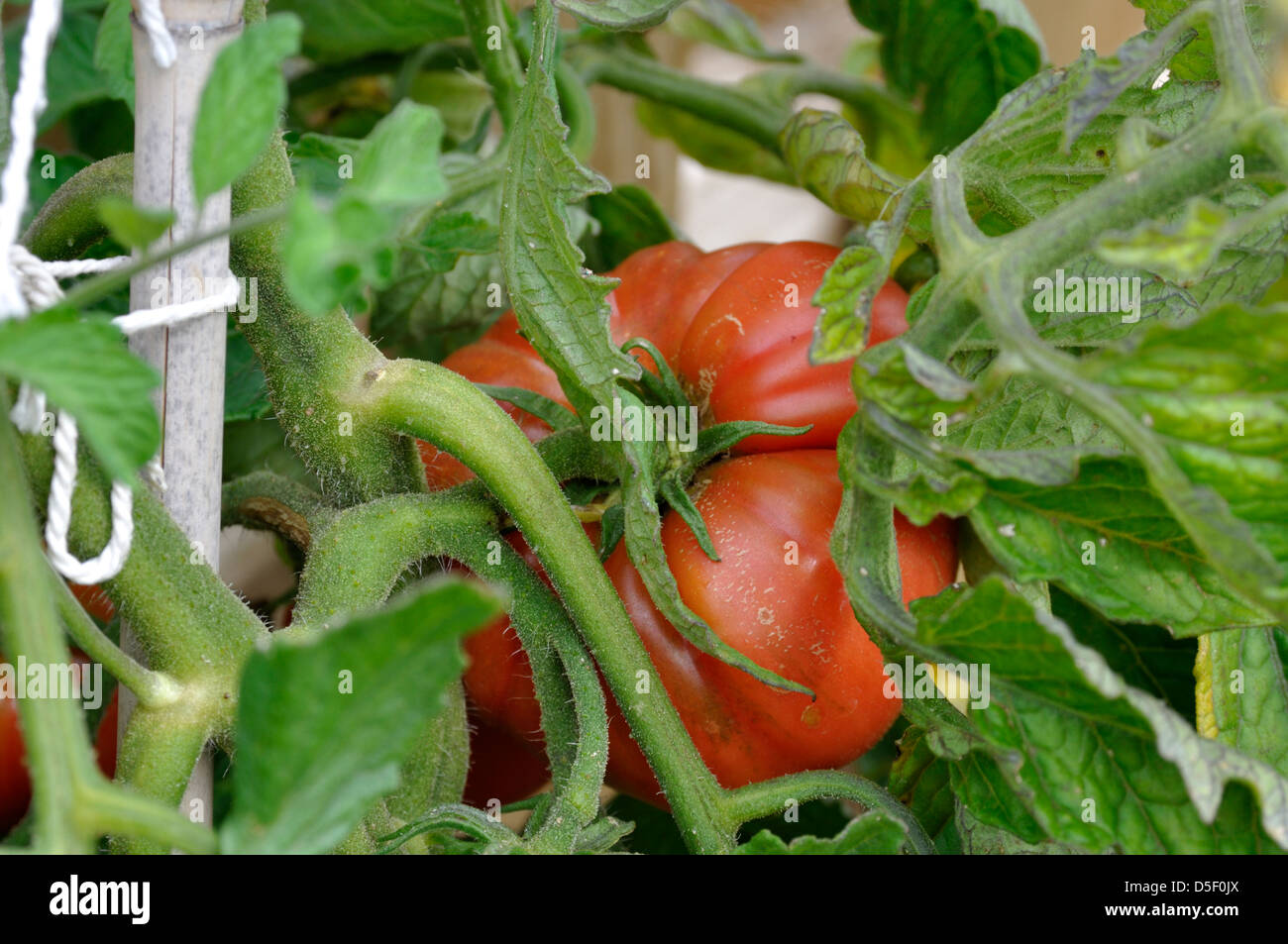 Close-up of Red Organic Marmande tomate (Solanum lycopersicum) croissant sur vine in garden Banque D'Images