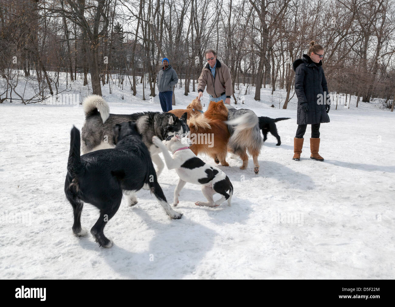 Les chiens jouent dans une enceinte clôturée dans un parc à chiens à Minneapolis. Banque D'Images