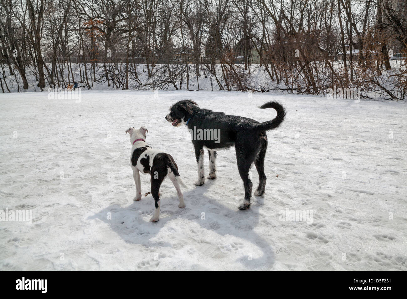 Les chiens jouent dans une enceinte clôturée dans un parc à chiens à Minneapolis. Banque D'Images