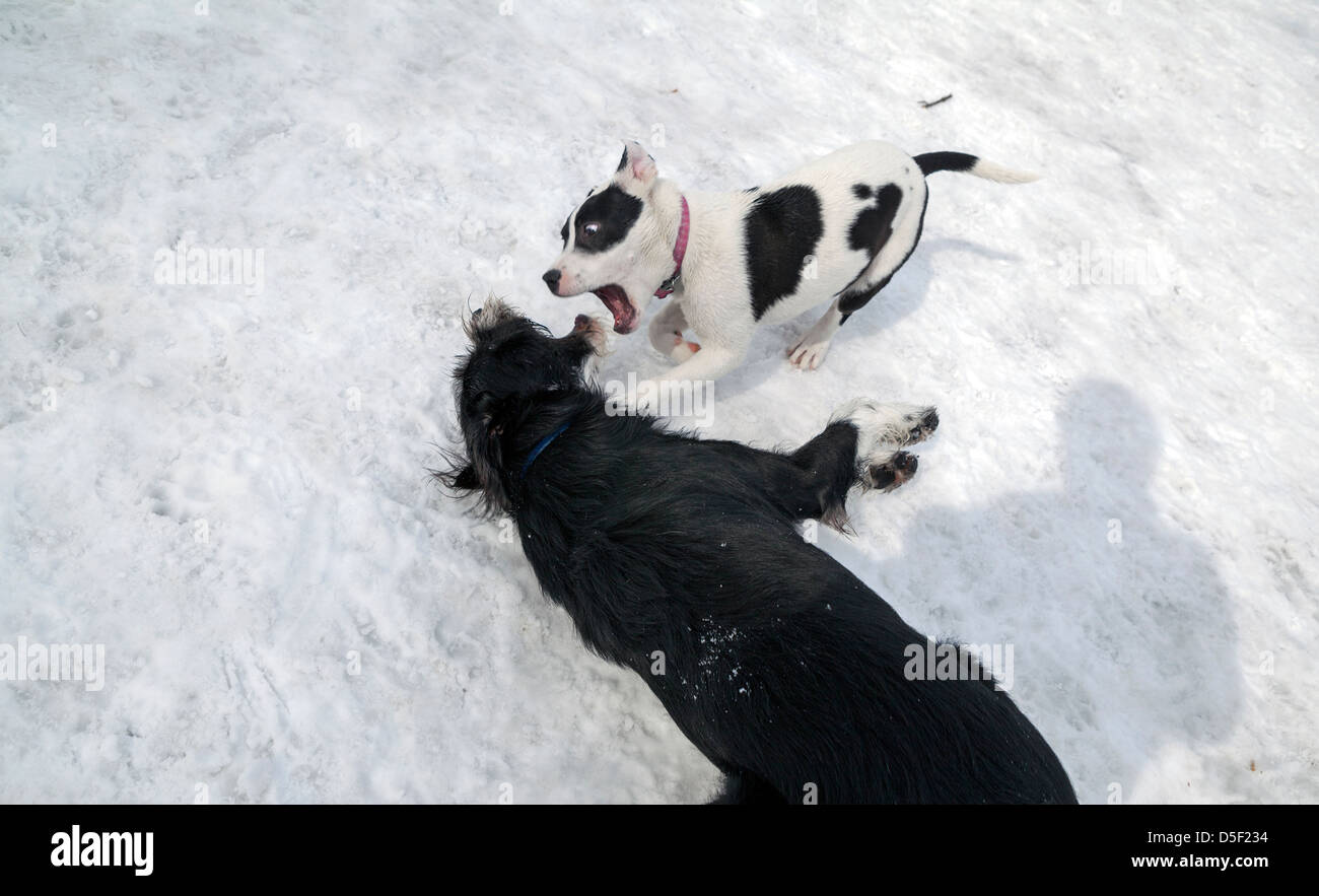 Les chiens jouent dans une enceinte clôturée dans un parc à chiens à Minneapolis. Banque D'Images