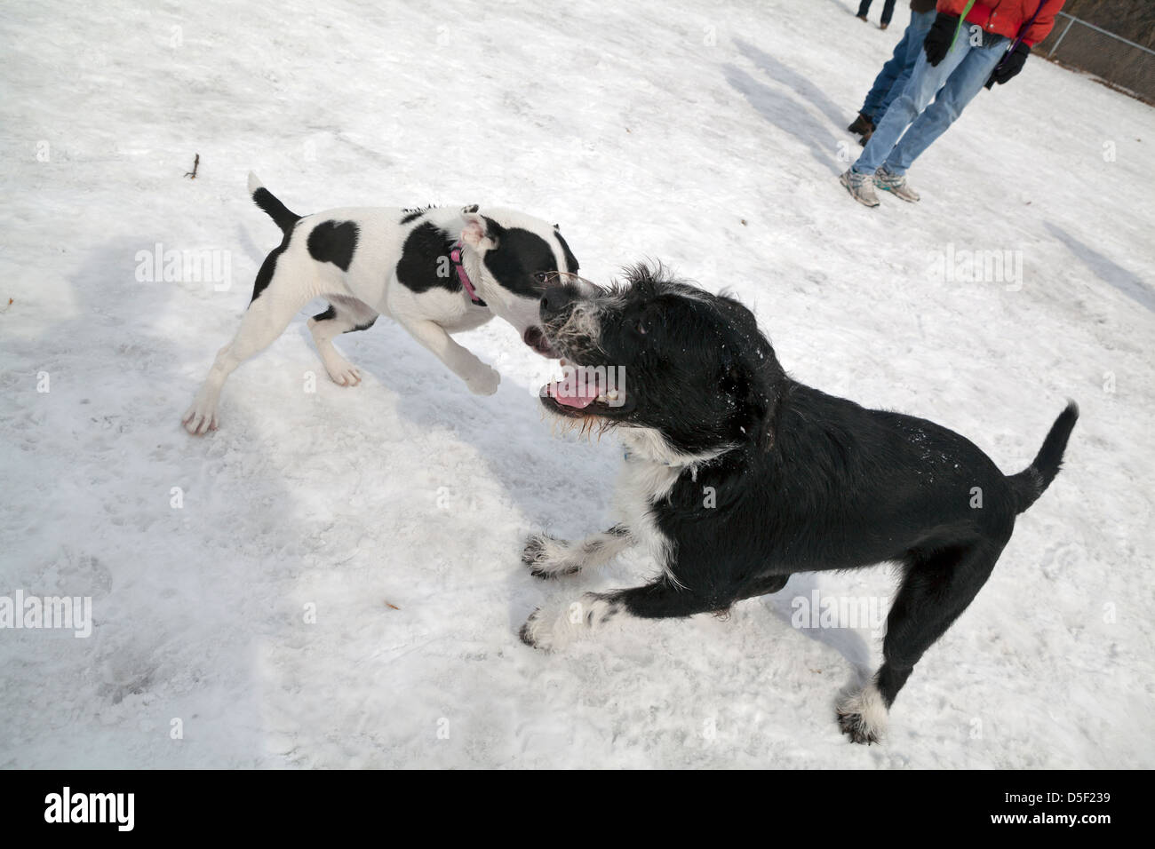 Les chiens jouent dans une enceinte clôturée dans un parc à chiens à Minneapolis. Banque D'Images