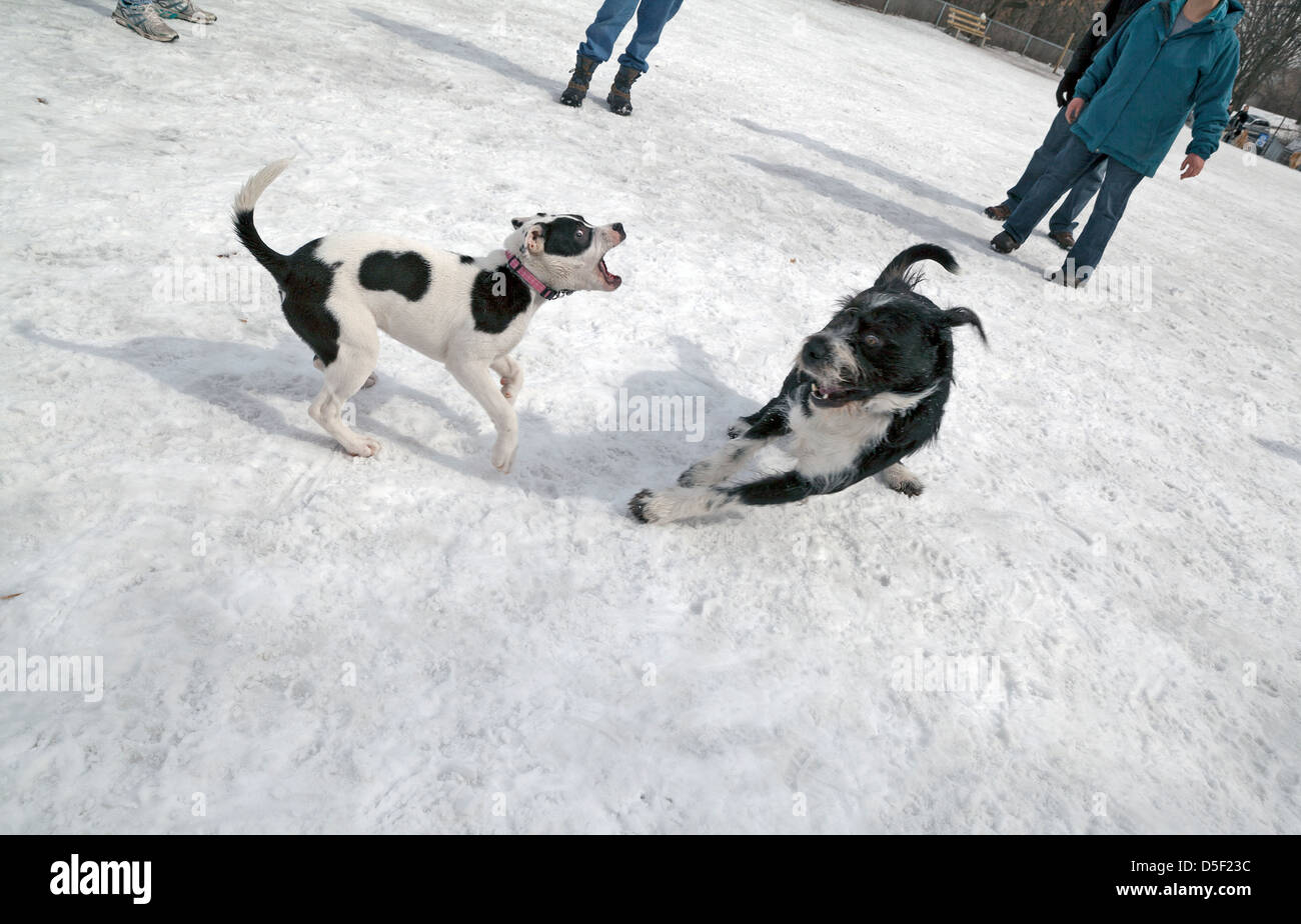 Les chiens jouent dans une enceinte clôturée dans un parc à chiens à Minneapolis. Banque D'Images