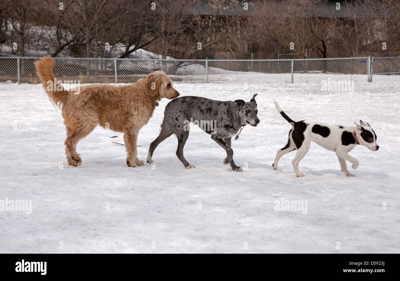 Les chiens jouent dans une enceinte clôturée dans un parc à chiens à Minneapolis. Banque D'Images