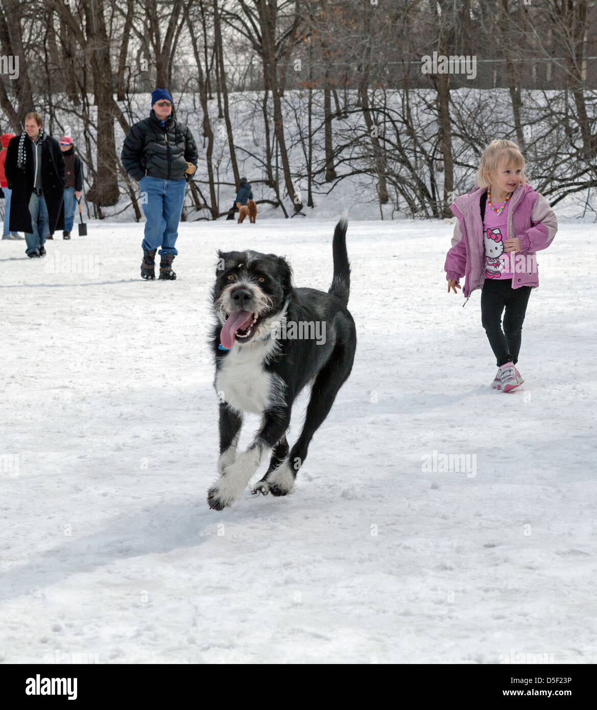 Les chiens jouent dans une enceinte clôturée dans un parc à chiens à Minneapolis. Banque D'Images