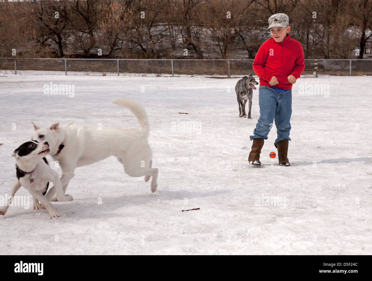 Les chiens jouent dans une enceinte clôturée dans un parc à chiens à Minneapolis. Banque D'Images
