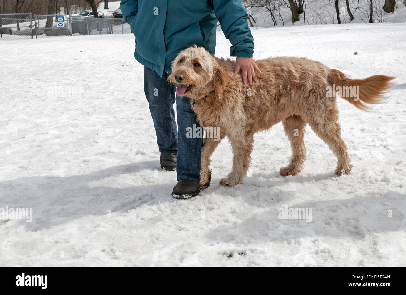 Un golden-doodle et sa propriétaire passer du temps dans un parc à chiens à Minneapolis. Banque D'Images