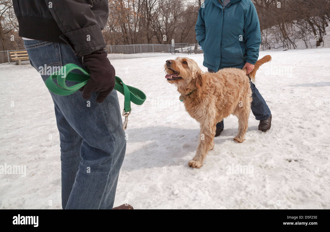 Un golden-doodle et ses propriétaires passer du temps dans un parc à chiens à Minneapolis. Banque D'Images