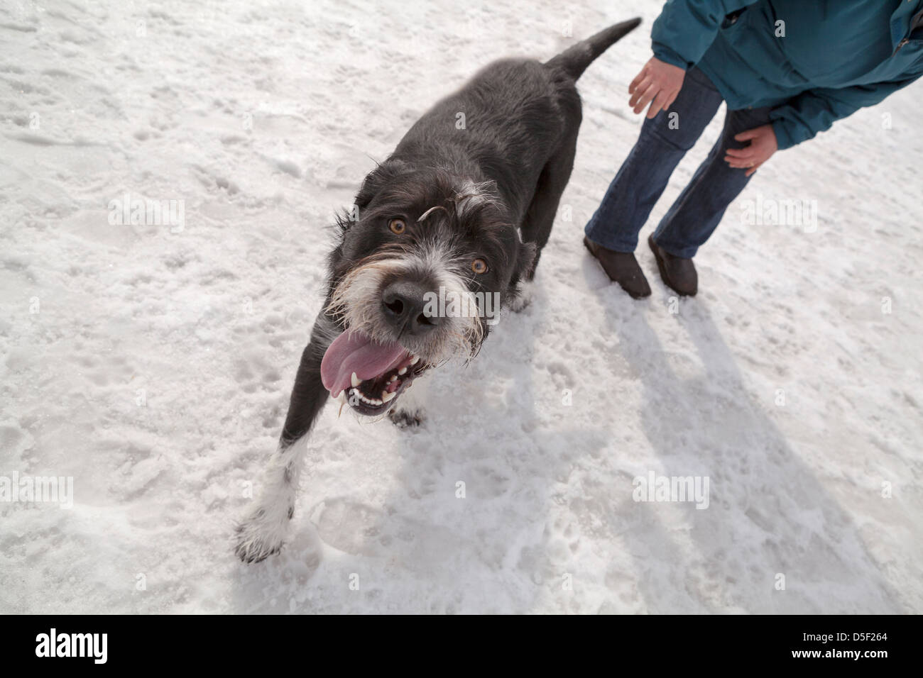 Les chiens jouent dans une enceinte clôturée dans un parc à chiens à Minneapolis. Banque D'Images
