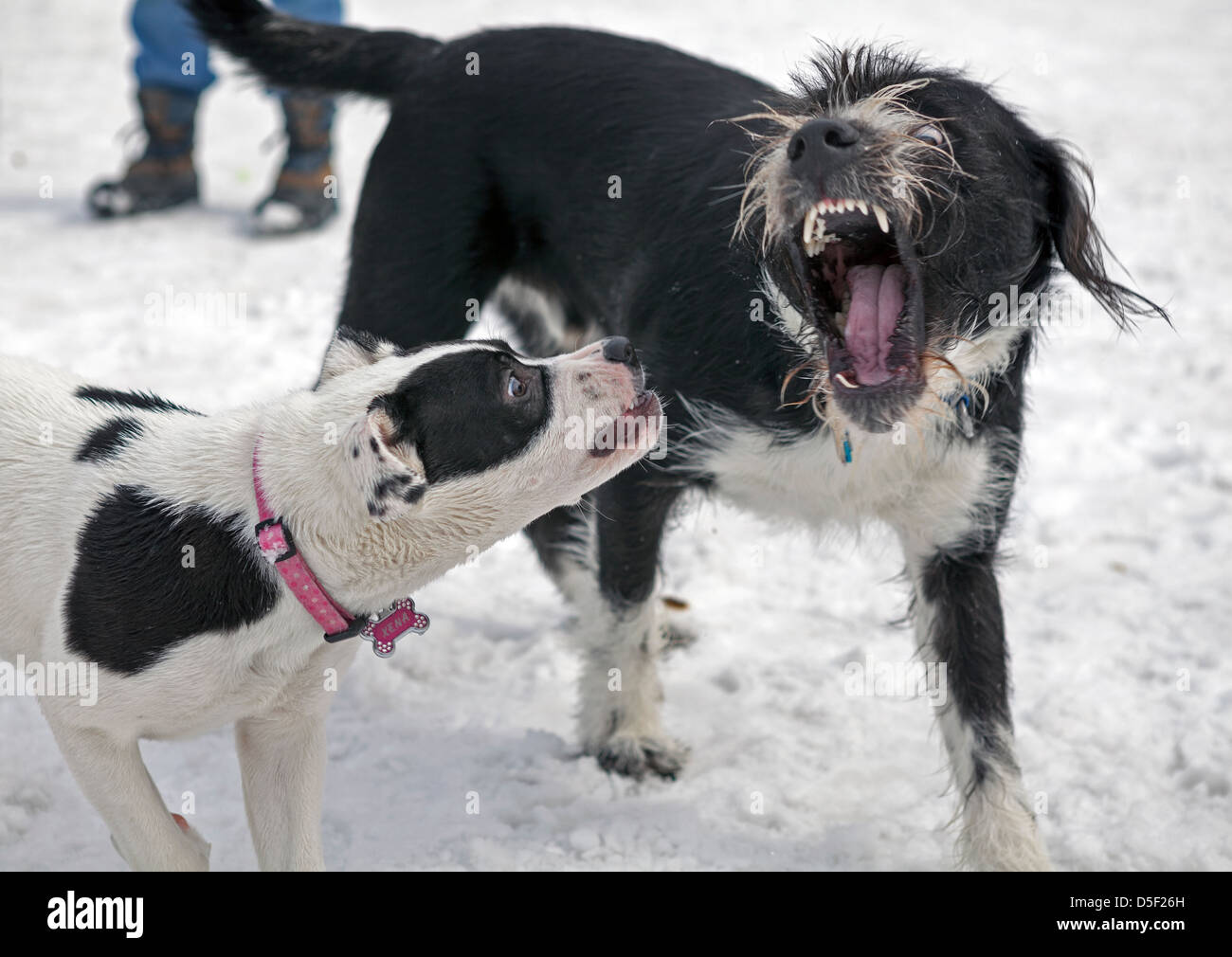 Les chiens jouent dans une enceinte clôturée dans un parc à chiens à Minneapolis. Banque D'Images