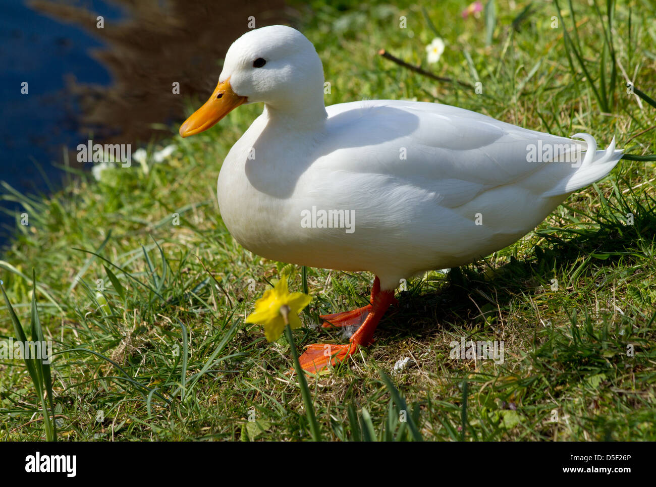 Canard de Pekin Banque D'Images
