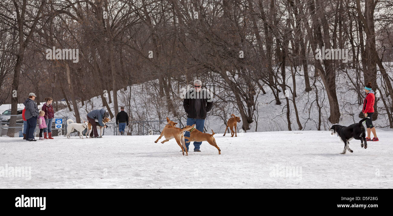 Les chiens jouent dans une enceinte clôturée dans un parc à chiens à Minneapolis. Banque D'Images