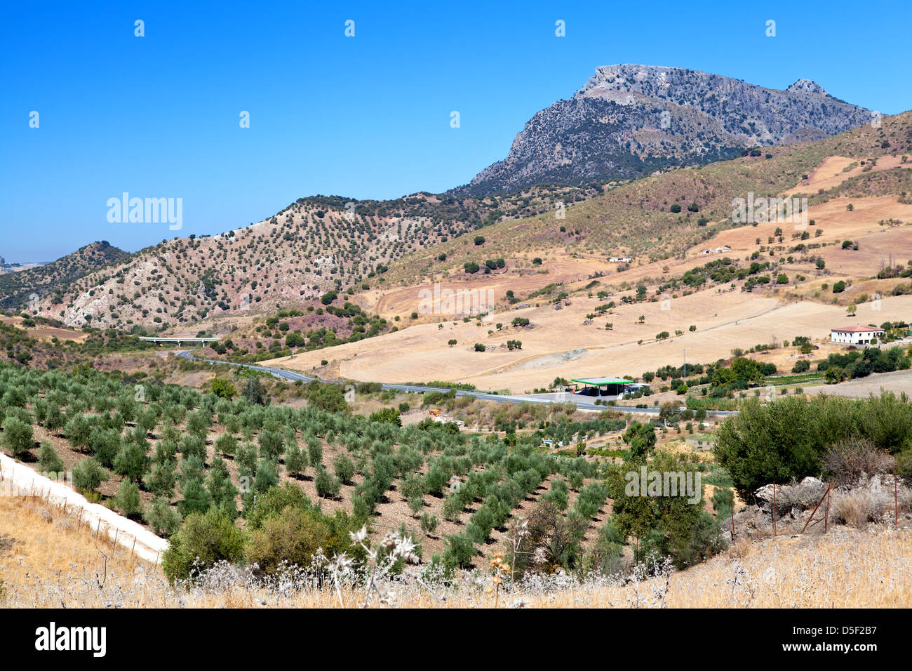 Champs d'oliviers et la montagne à Montecorto, Andalousie, Espagne Banque D'Images