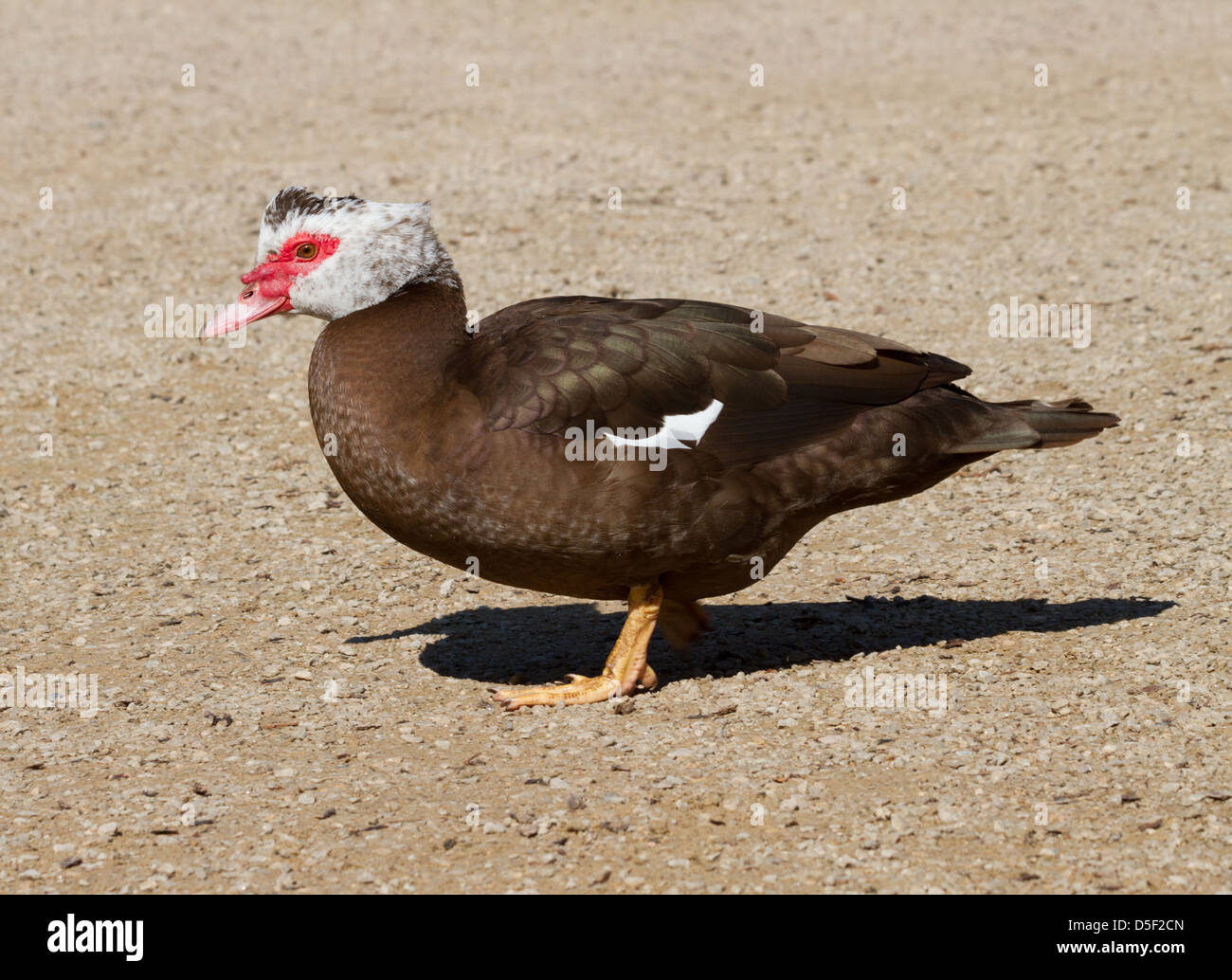 Muscovy Drake Banque D'Images