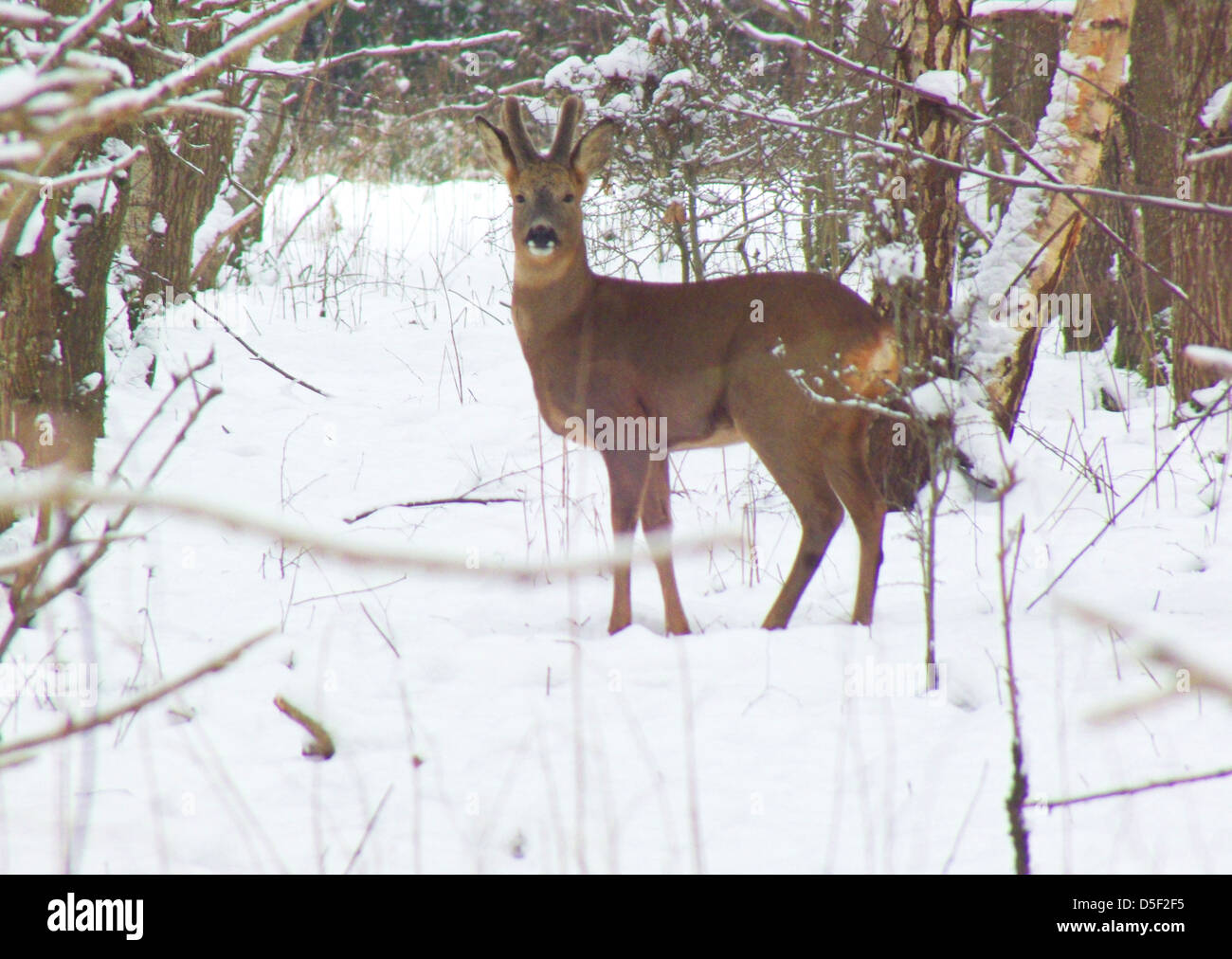 Chevreuil buck dans la neige Banque D'Images