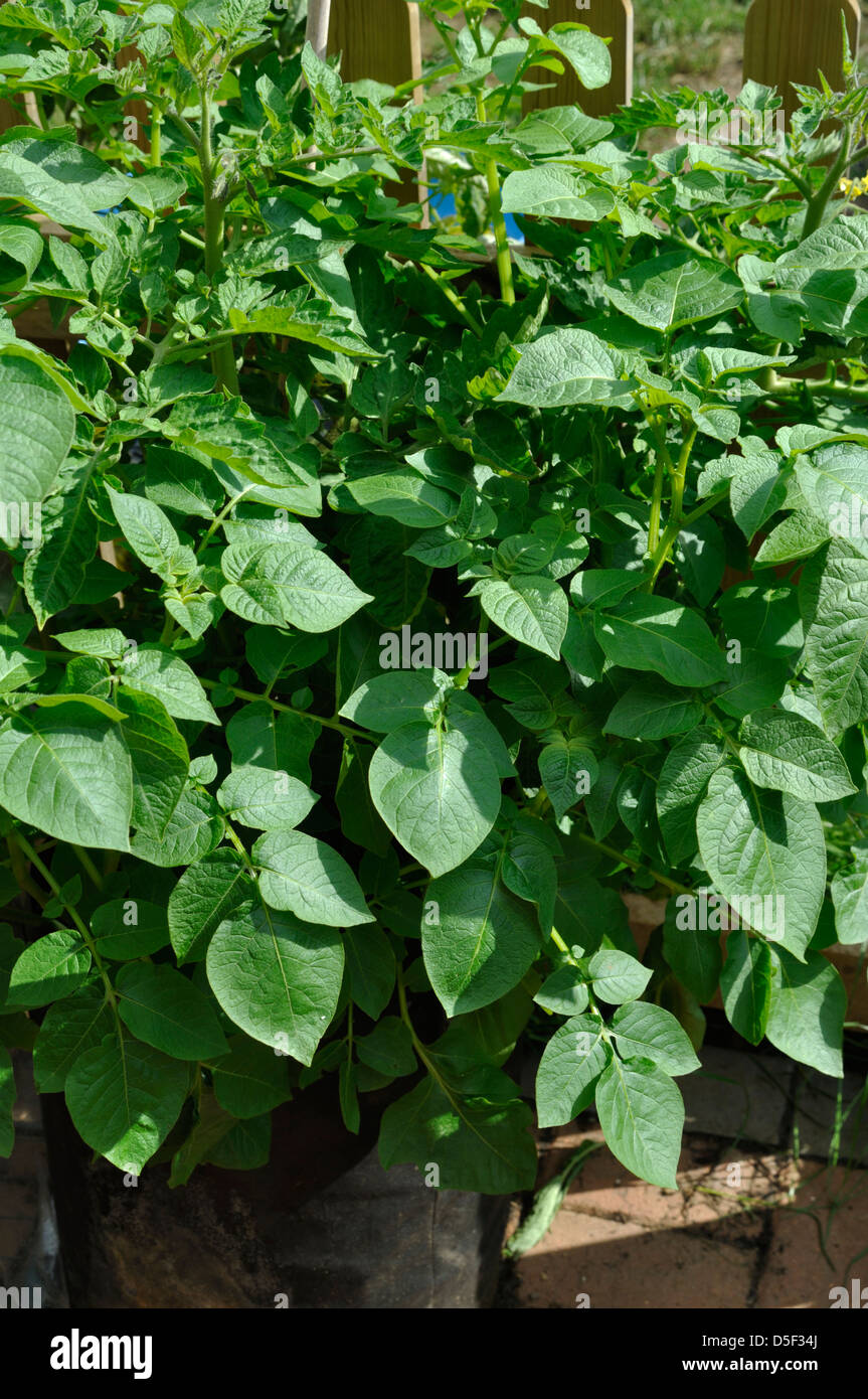 Tomates biologiques (Solanum lycopersicum) et de pomme de terre biologique plante poussant dans le récipient dans jardin Banque D'Images