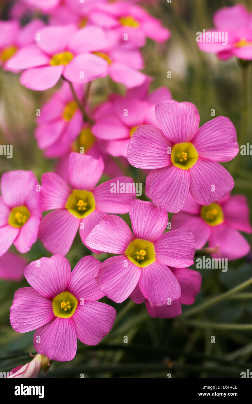 Oxalis obtusa 'fleurs rose vif'. Banque D'Images