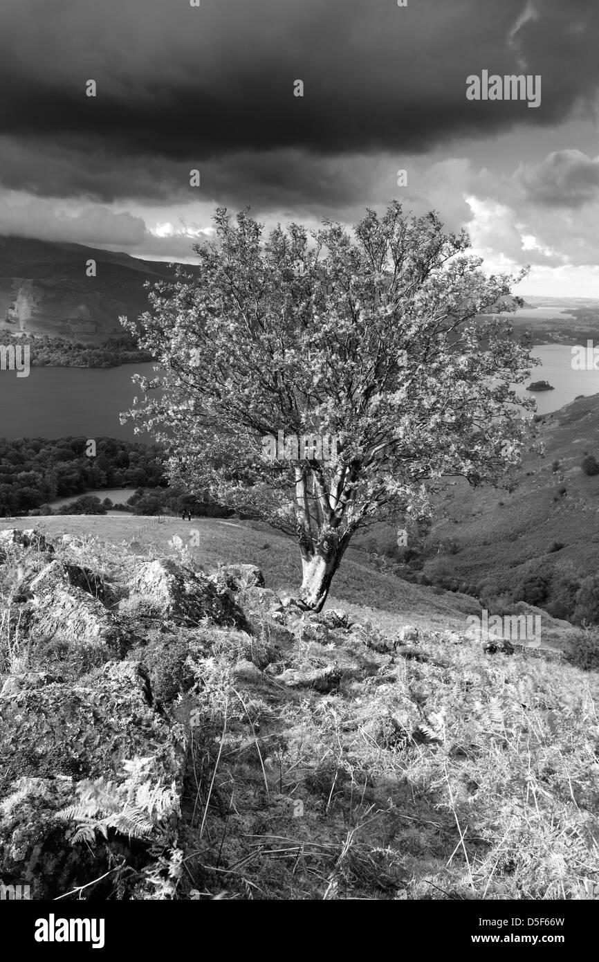 Un Rowan Tree, ( Sorbus aucuparia ) sur Ashness ont chuté, Parc National de Lake district, comté de Cumbria, Angleterre, Royaume-Uni. Banque D'Images