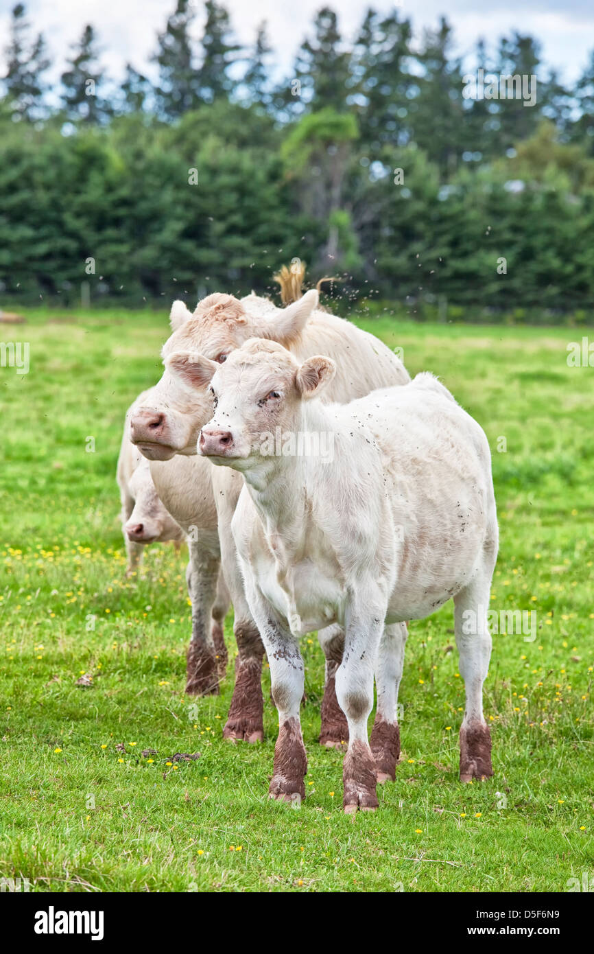 Les jeunes veaux et vaches charolaises paissant dans un champ et entouré par des milliers de mouches. Banque D'Images