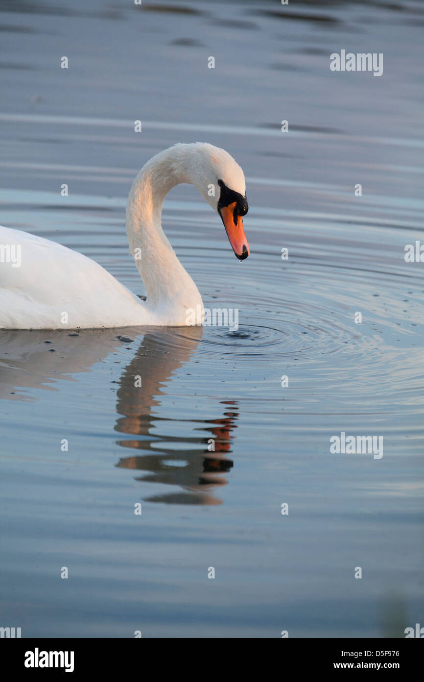 Un cygne muet reflète dans l'eau Banque D'Images